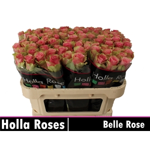 R GR BELLE ROSE