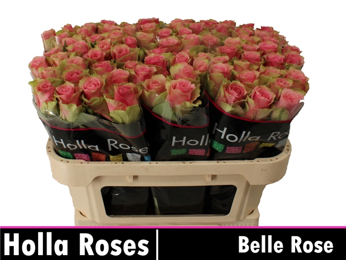 <h4>R GR BELLE ROSE</h4>