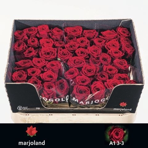 Rosa GR 'Red Naomi!' Marjoland