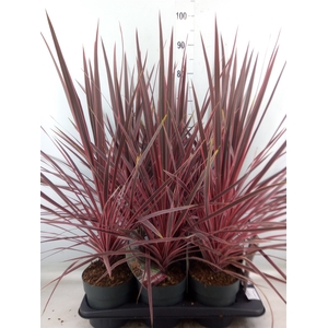 Cordyline   ...