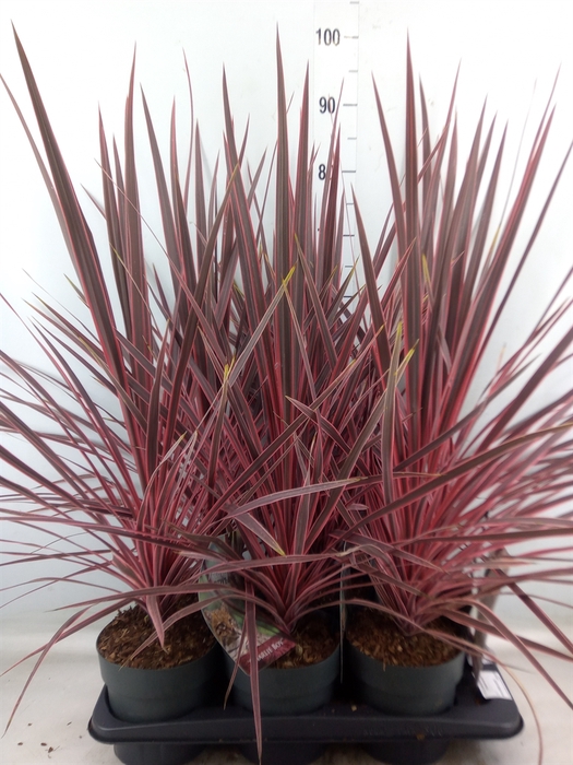 <h4>Cordyline   ...</h4>