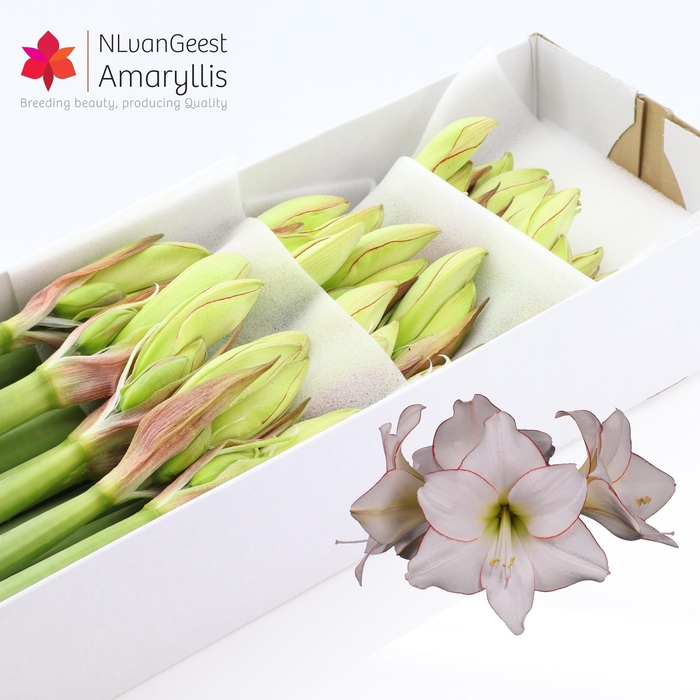 <h4>HIPP DI PICOTEE</h4>