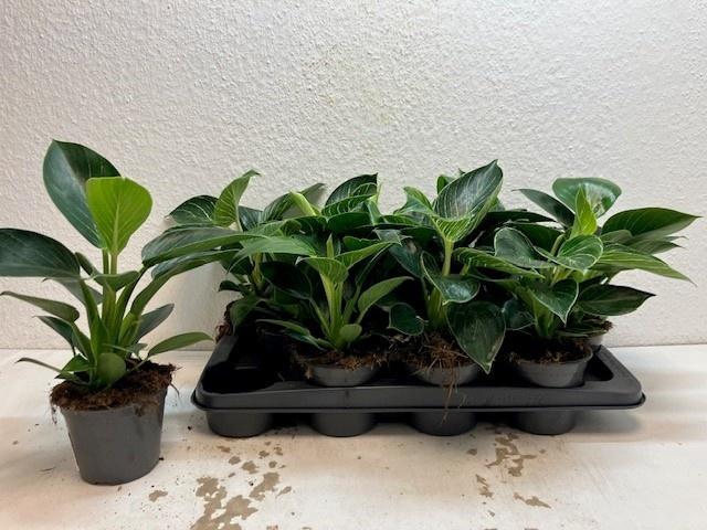 <h4>PHIL BIRKIN</h4>