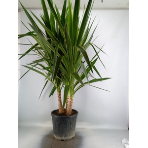 Yucca elephantipes 'Puck' ...KS