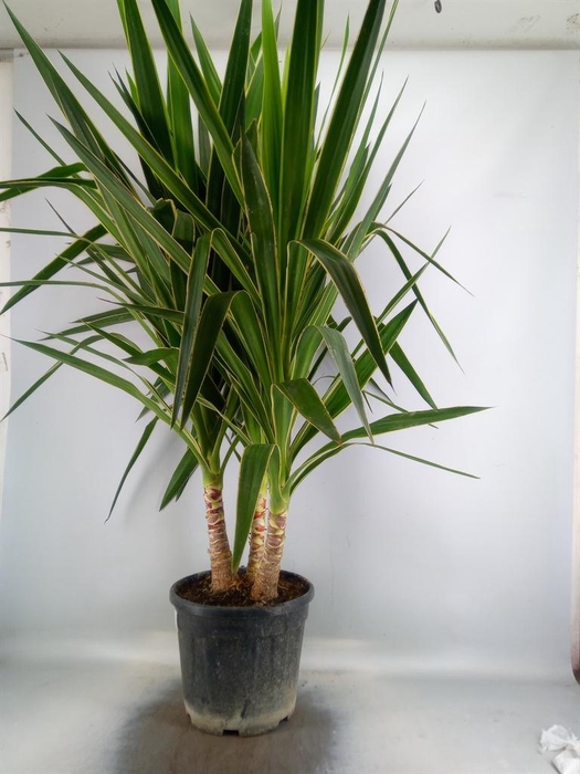 <h4>Yucca elephantipes 'Puck' ...KS</h4>