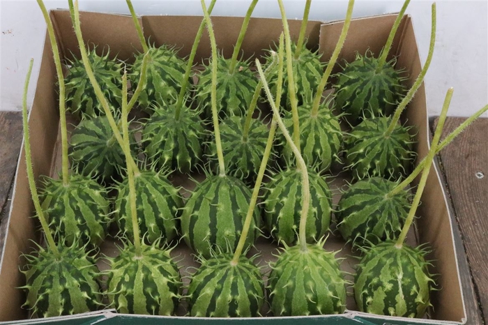 <h4>Sier Cucumis Zambia Hol P Box</h4>