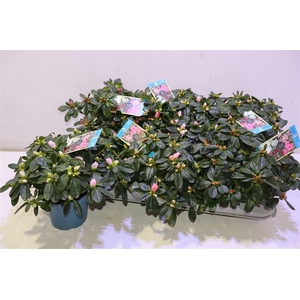 arr8 Rhodo Si V Gem 6 Srt