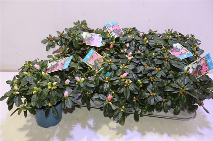 <h4>arr8 Rhodo Si V Gem 6 Srt</h4>