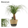 Beaucarnea recht 12 cm in Hanoi mand grijs(Deco-collection)