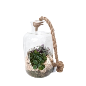 Arr.   Kamerplant Groen L%