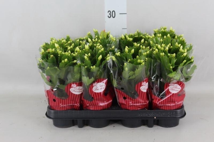 <h4>Schlumbergera ...</h4>