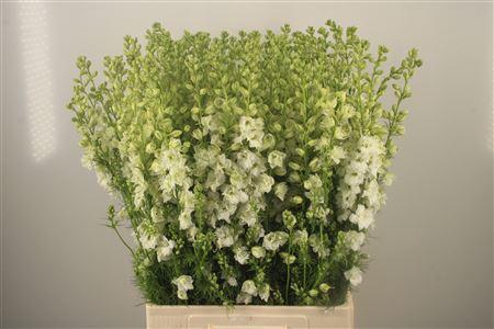 <h4>Delph Rids White</h4>