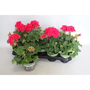 Pelargonium zonale Mojo Cranberry Splash