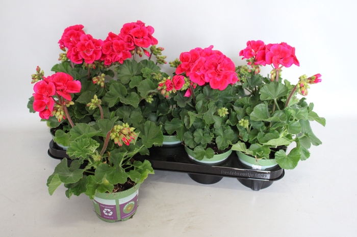 <h4>Pelargonium zonale Mojo Cranberry Splash</h4>