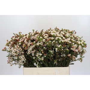 Chamelaucium Moonlight Delight