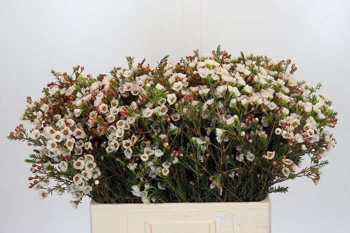 <h4>Chamelaucium Moonlight Delight</h4>