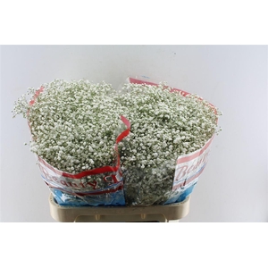 Gyps Pa Beauty Bride