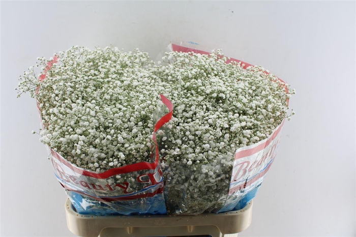 <h4>Gyps Pa Beauty Bride</h4>