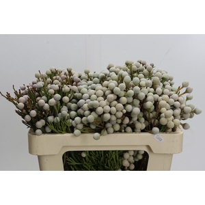 Kaaps Groen Spray Brunia