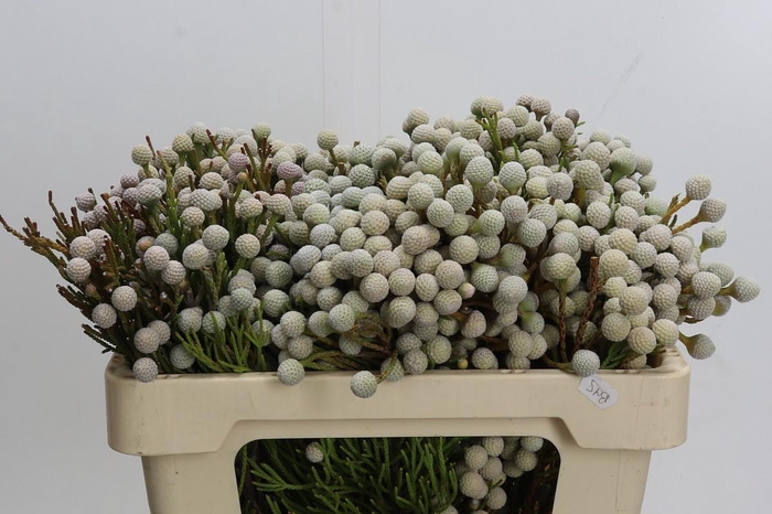 <h4>Kaaps Groen Spray Brunia</h4>