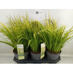 Acorus gramineus 'Ogon'