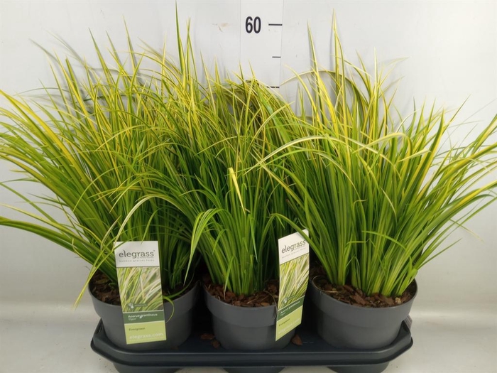 Acorus gramineus 'Ogon'