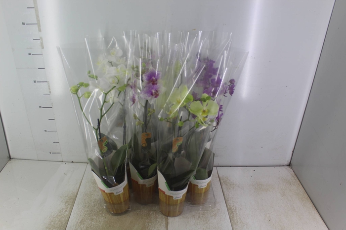 <h4>PHALAENOPSIS MINI P09 PERFILHADA</h4>