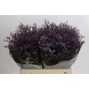 Limonium ov Safora Dark Blue
