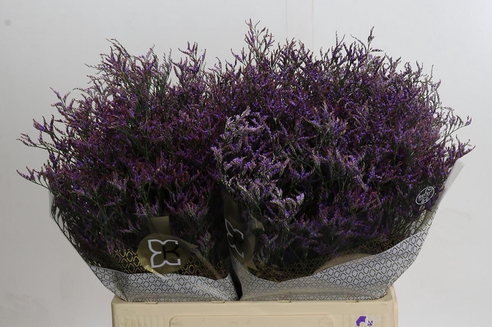 <h4>Limonium ov Safora Dark Blue</h4>