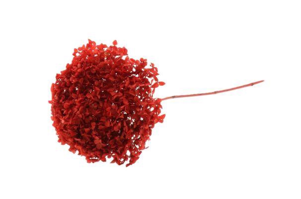 Branch Hydrangea L70D23