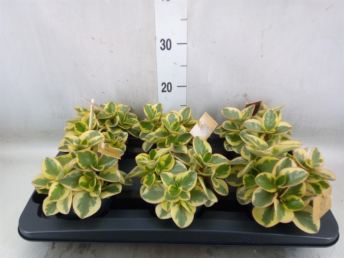 <h4>Peperomia obt. 'Obtipan Bicolor'</h4>