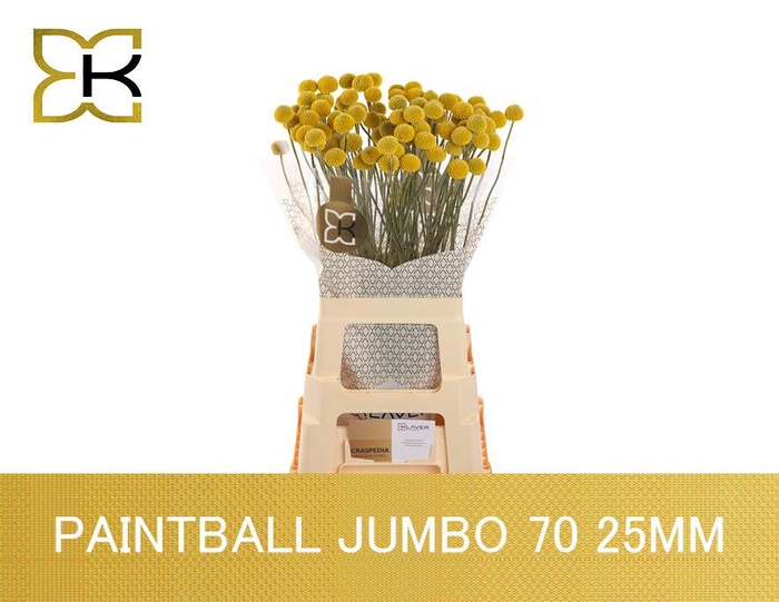 <h4>Cras Paintball Jumbo</h4>