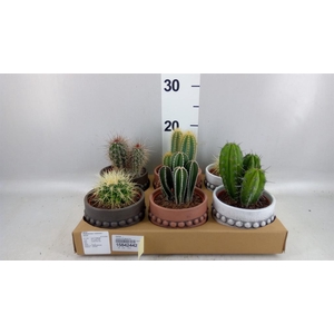 Cactus ...