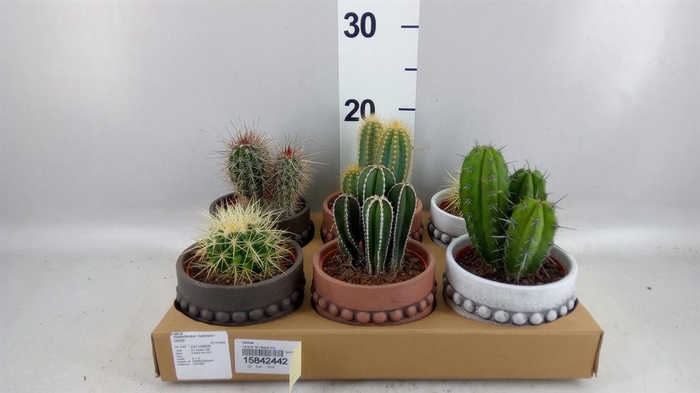 <h4>Cactus   ...</h4>