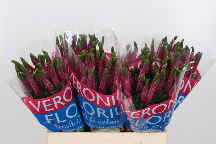 <h4>Veron Smart Iselle</h4>