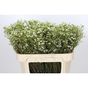 Chamelaucium Ofir