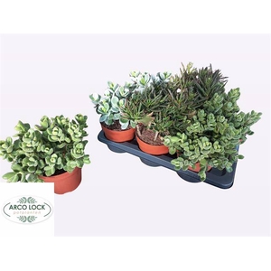Succulent mixed 4 sorts 17Ø 30cm