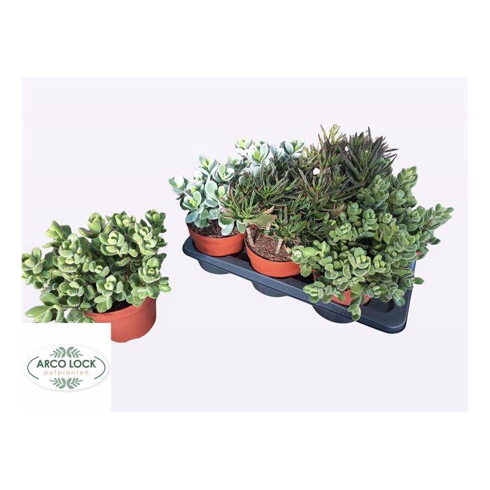 <h4>Succulent mixed 4 sorts 17Ø 30cm</h4>
