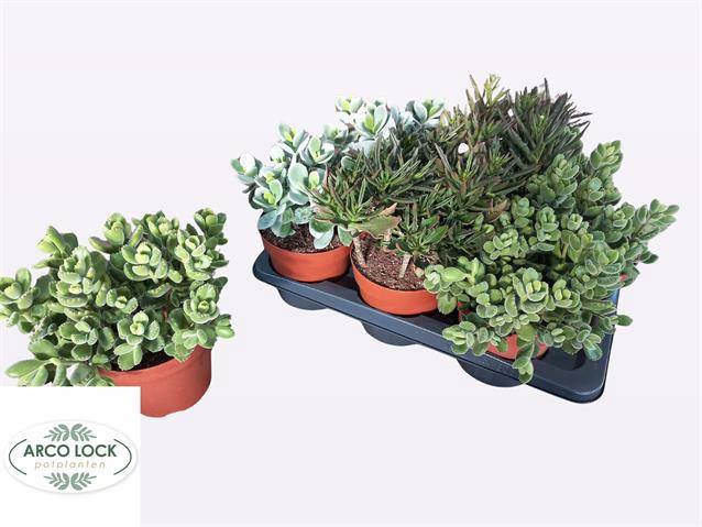 Succulent mixed 4 sorts 17Ø 30cm