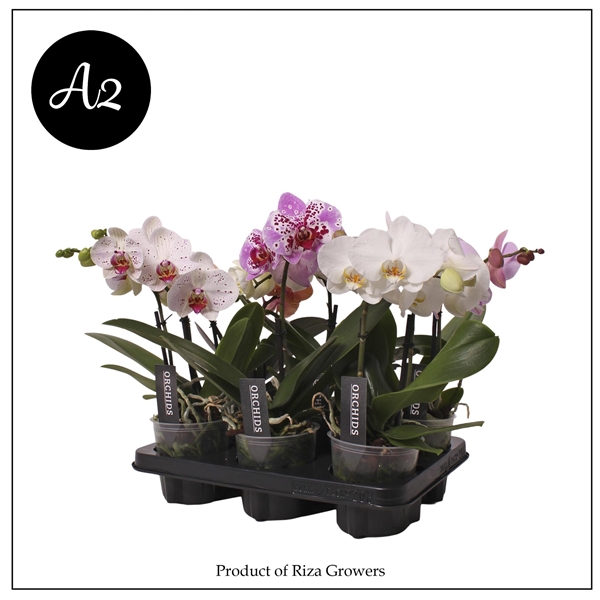 <h4>Phal. A2 Spirit Mix - 2 spike 12cm</h4>