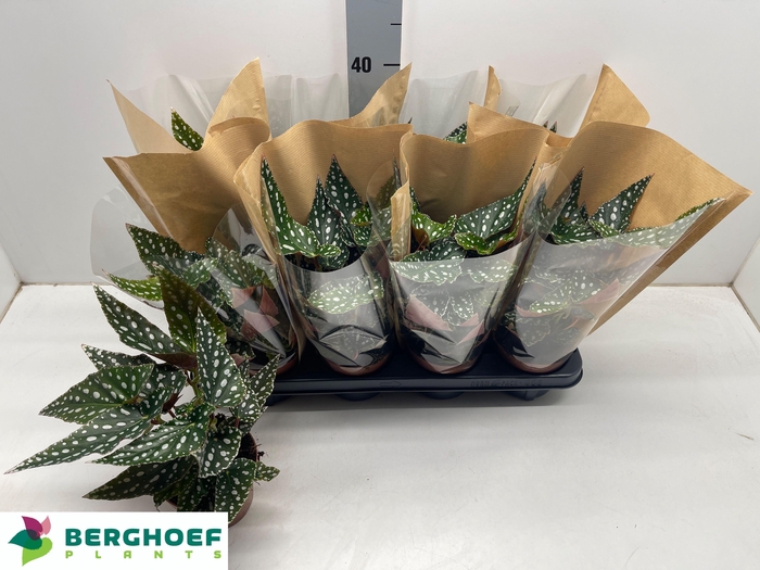 <h4>BEG MA SPOTL GREEN</h4>