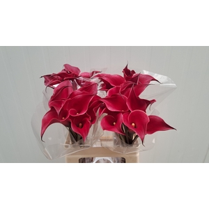 ZANT RED CHARM
