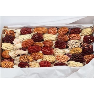 ZEA MAYS