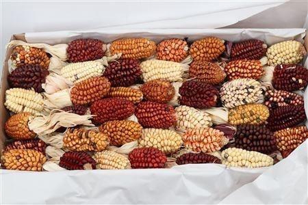 <h4>ZEA MAYS</h4>