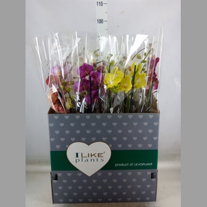 Phalaenopsis   ...mix