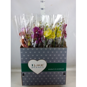 Phalaenopsis   ...mix