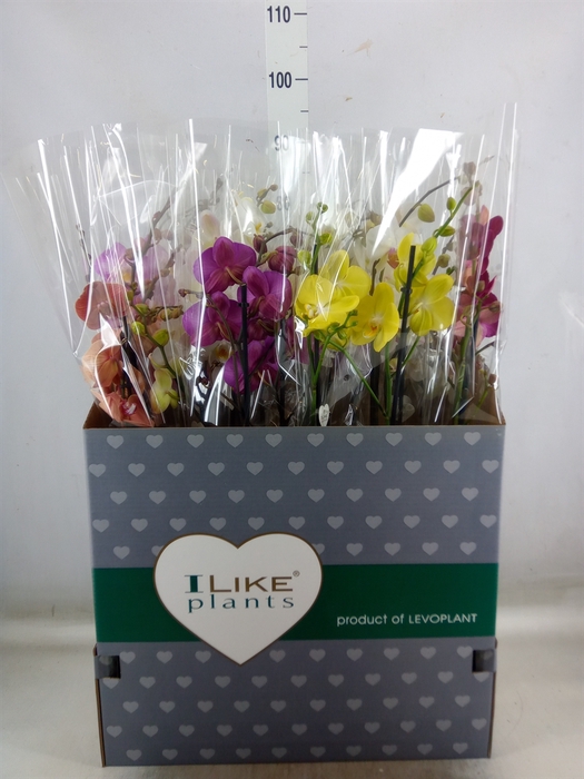 <h4>Phalaenopsis   ...mix</h4>
