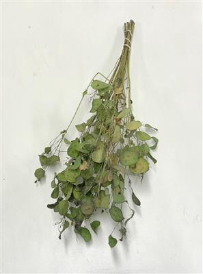 <h4>DROOG LUNARIA GROEN</h4>