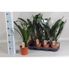 Clivia Mi
