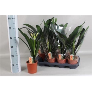 Clivia Miniata Met Etiket